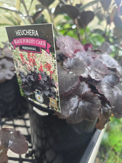 Heuchera Villosa - &