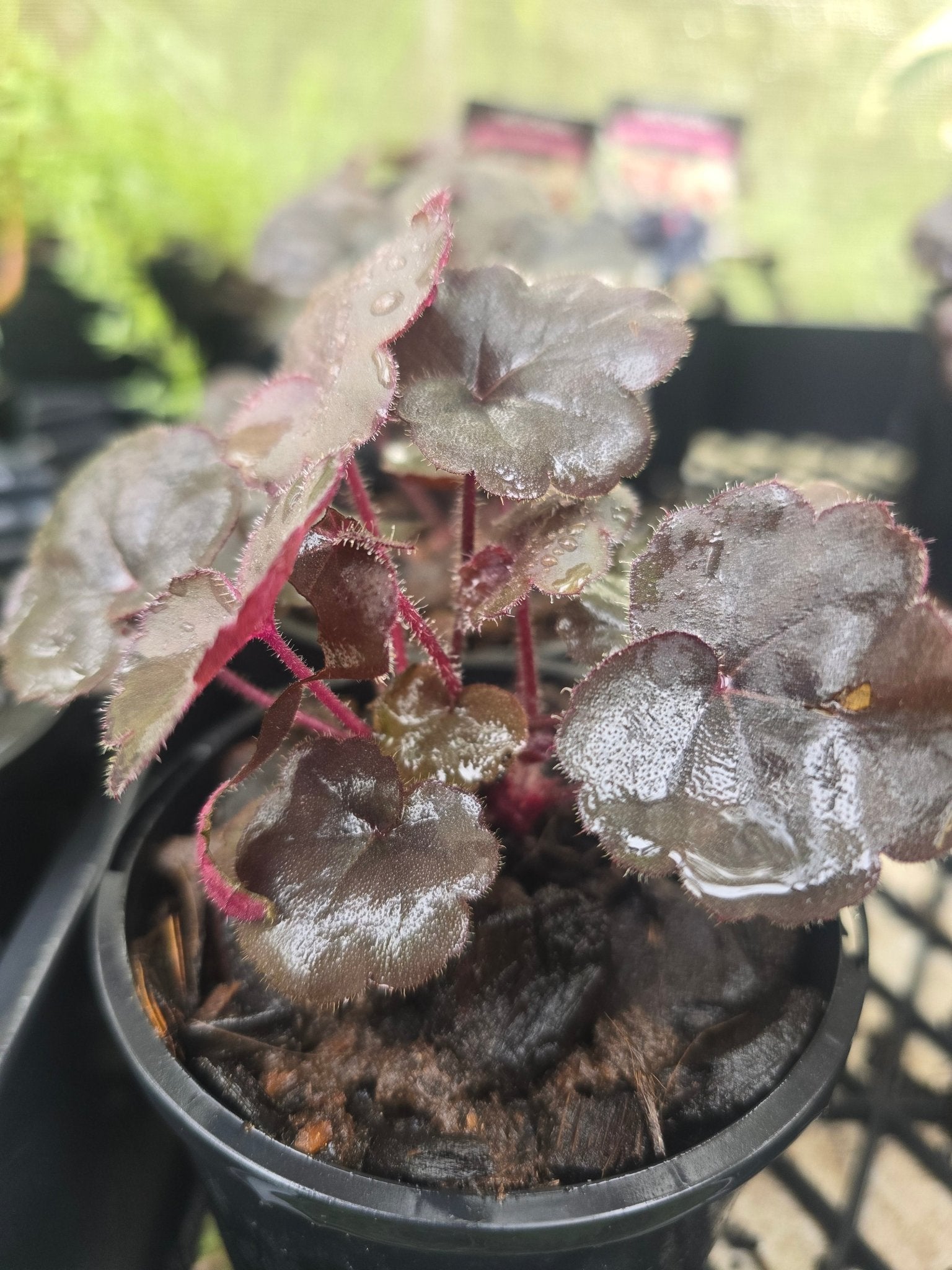 Heuchera Villosa - &