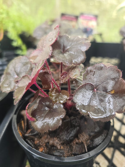 Heuchera Villosa - &