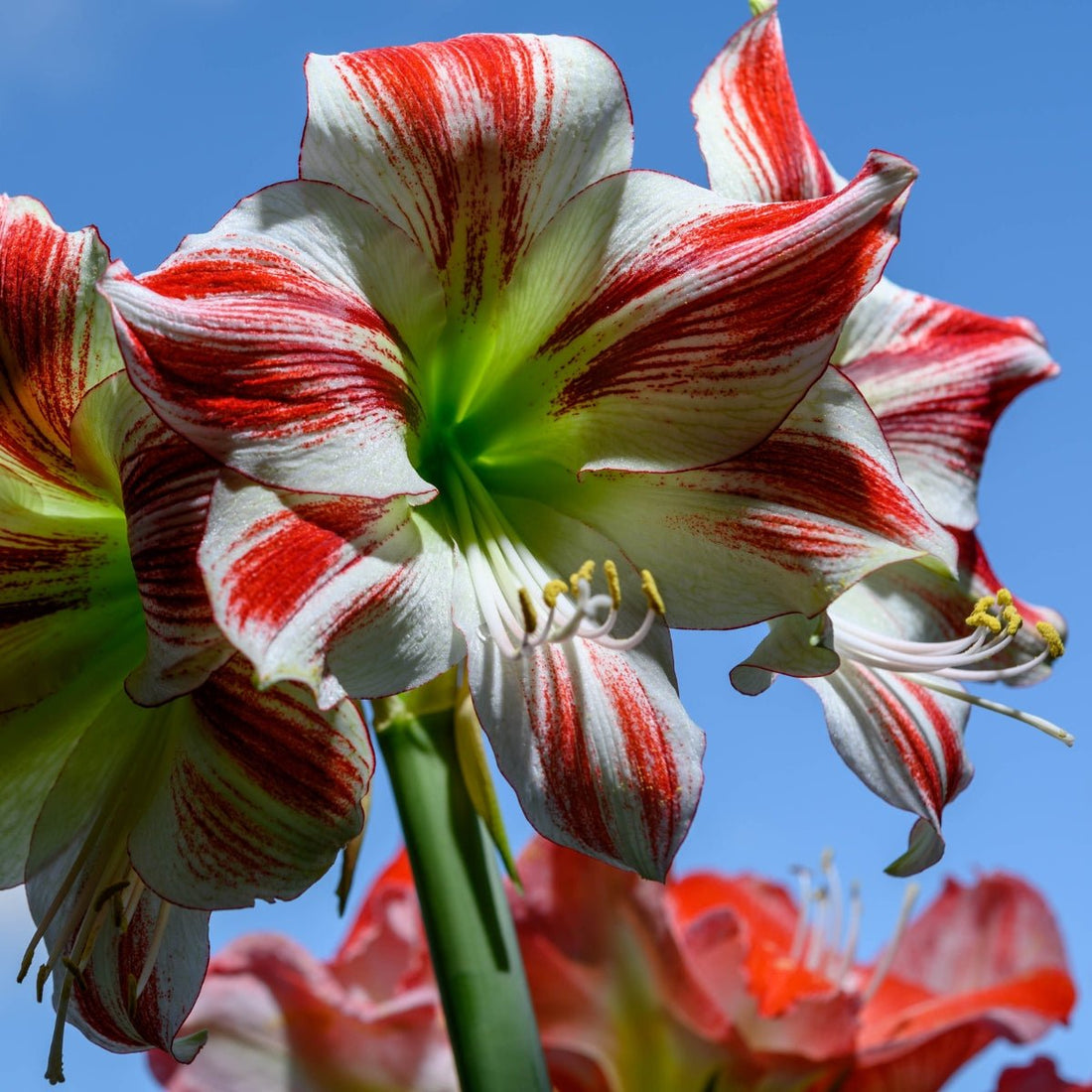 Hippeastrum ‘Ambiance’ – Red - Striped Amaryllis Bulb – Elegant Indoor Display - Oldboy&