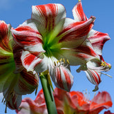 Hippeastrum ‘Ambiance’ – Red - Striped Amaryllis Bulb – Elegant Indoor Display - Oldboy&