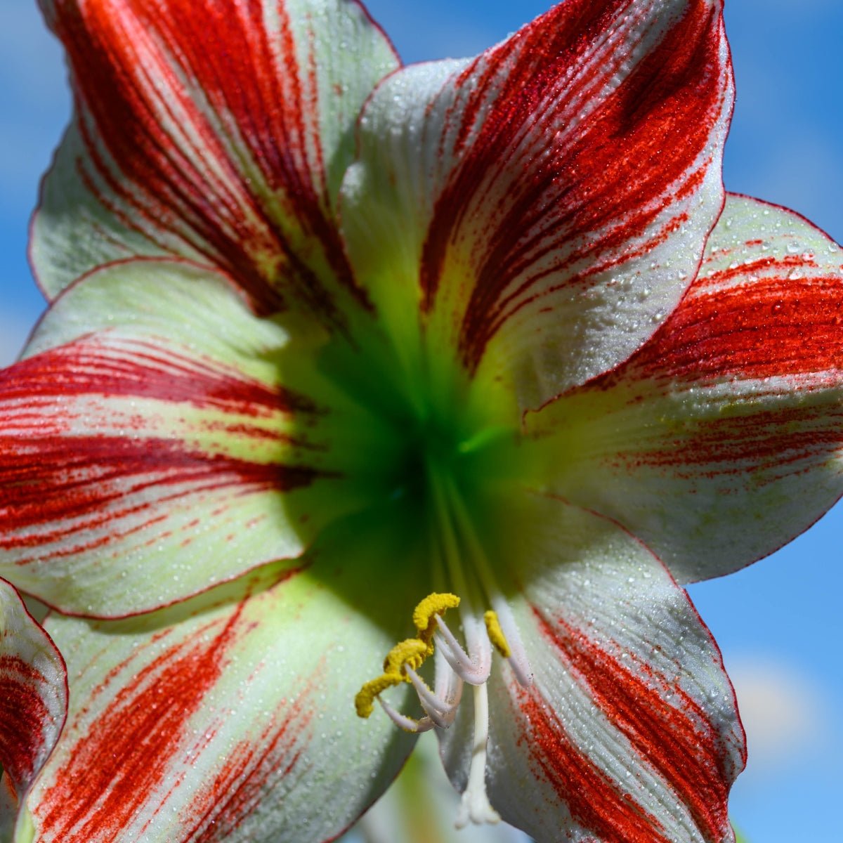 Hippeastrum ‘Ambiance’ – Red - Striped Amaryllis Bulb – Elegant Indoor Display - Oldboy&