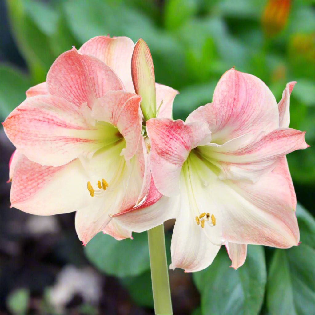 Hippeastrum ‘Apple Blossom’ – Amaryllis Bulb – Pink &amp; White Blooms - Oldboy&