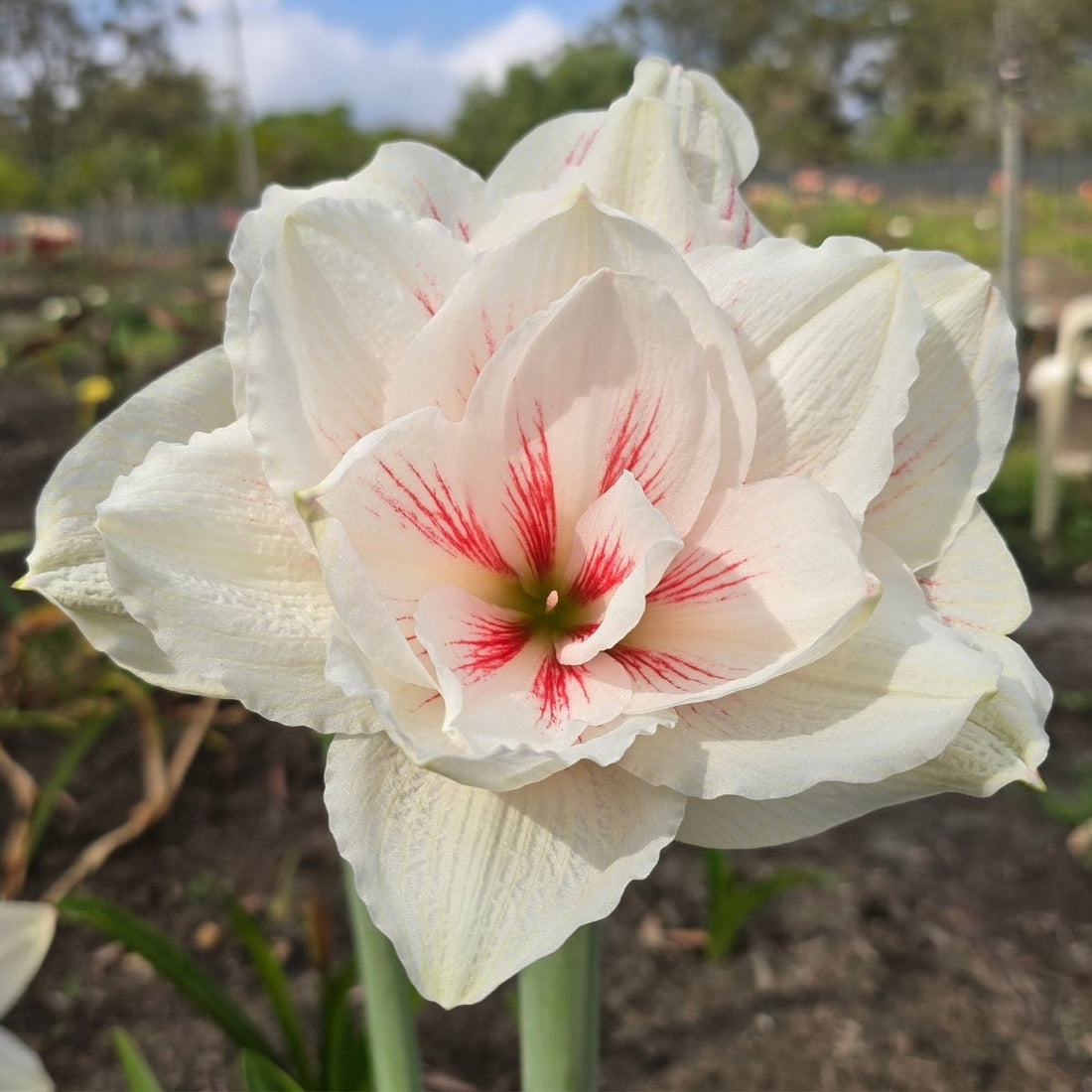 Hippeastrum &