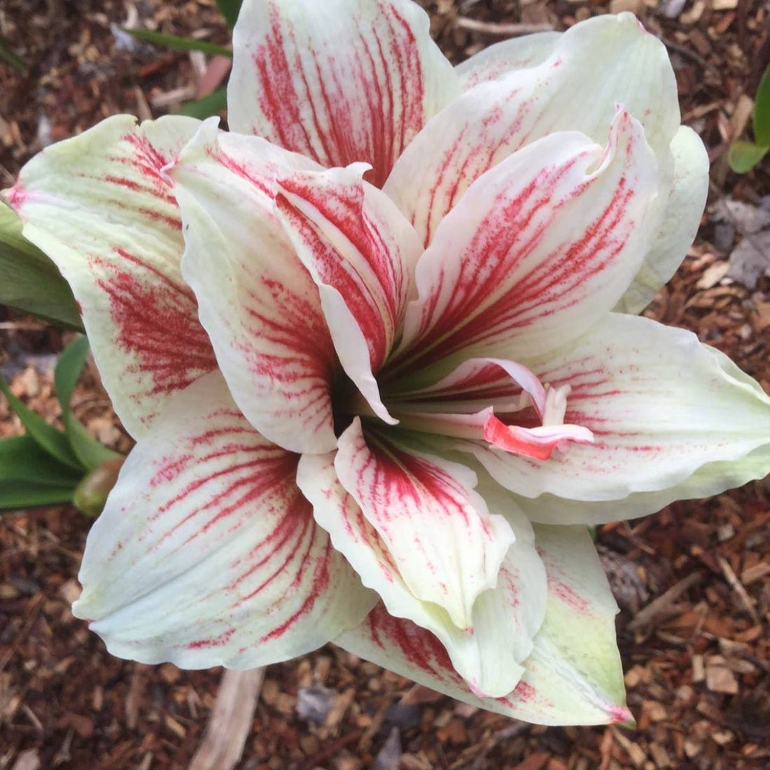 Hippeastrum &