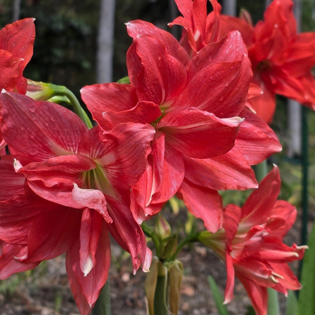 Hippeastrum ‘Ballerina’ Bulb | Double Salmon Amaryllis - Hippeastrum x hybridum - Oldboy&
