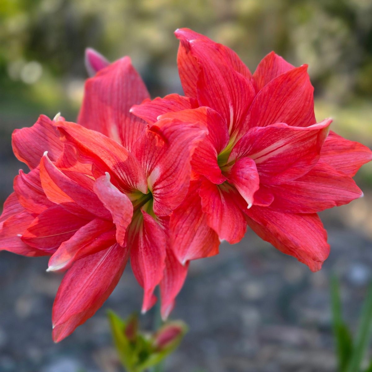 Hippeastrum ‘Ballerina’ Bulb | Double Salmon Amaryllis - Hippeastrum x hybridum - Oldboy&