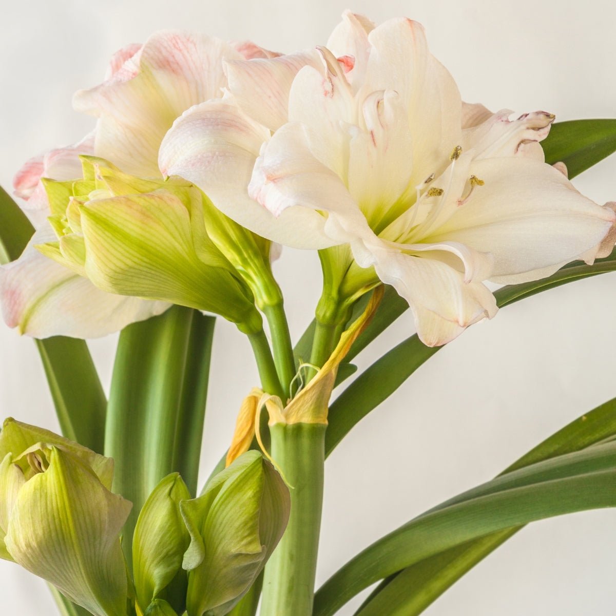 Hippeastrum Bulb &