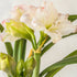 Hippeastrum Bulb &