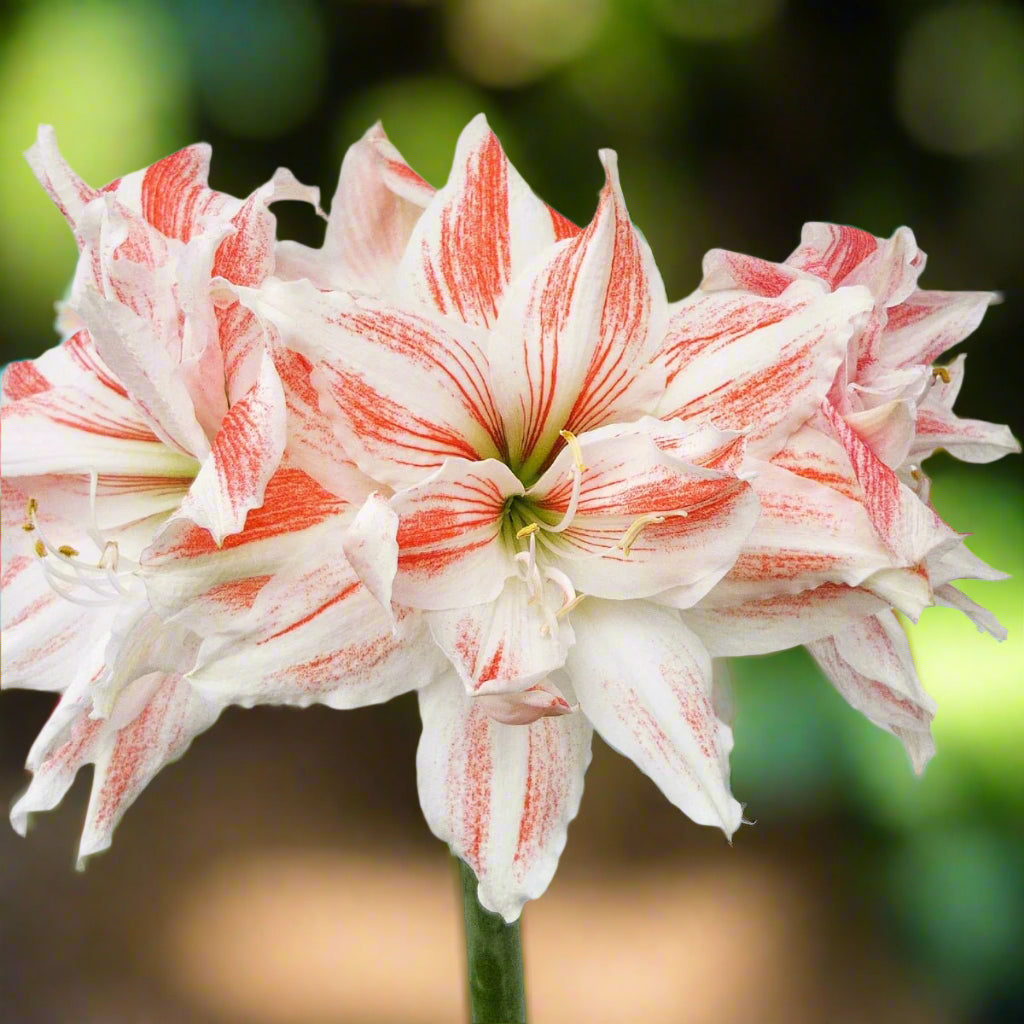 Hippeastrum &