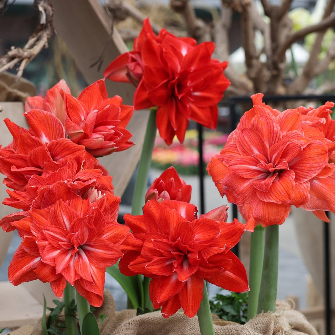 Hippeastrum &