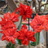 Hippeastrum &