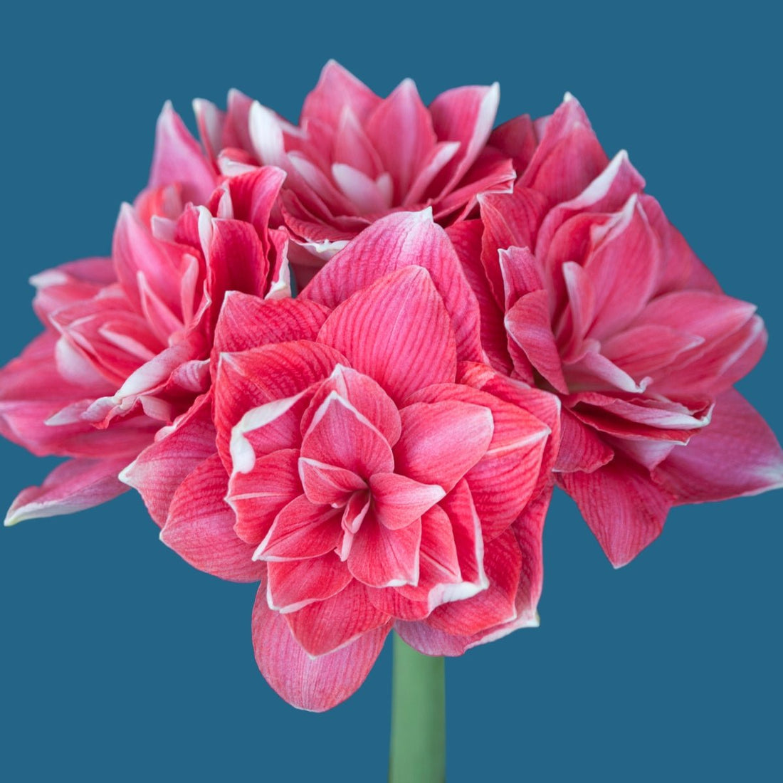 Hippeastrum &