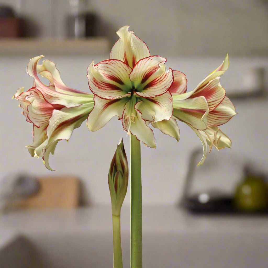 Hippeastrum &