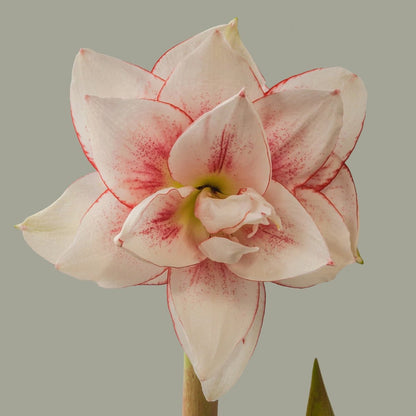 Hippeastrum &
