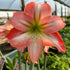 Hippeastrum ‘Fay’ Amaryllis Bulb | Blush Pink and Coral Flowers - Oldboy&