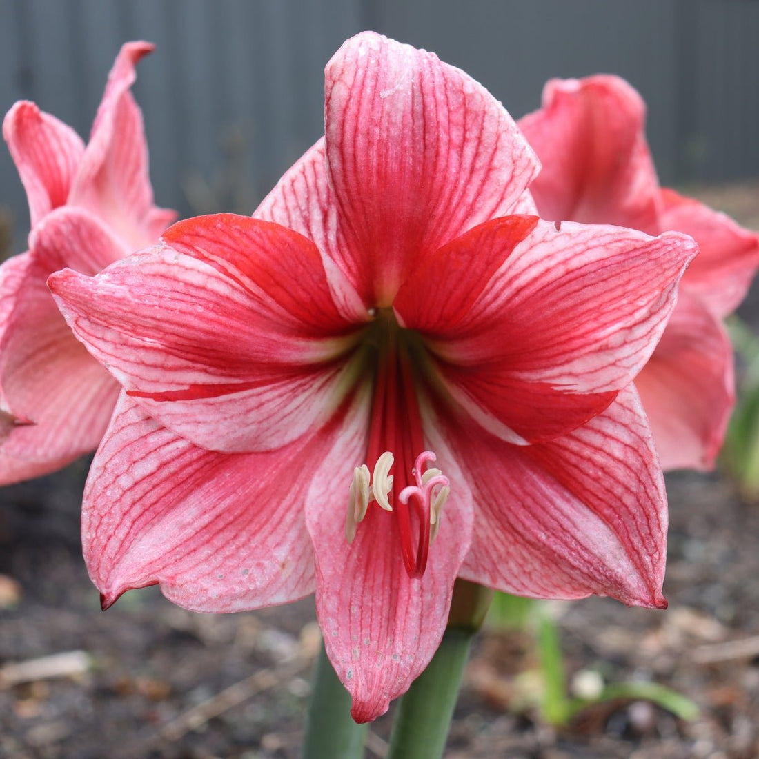 Hippeastrum ‘Gervase’ – Amaryllis (Hippeastrum x hybrid) Bulb – Bold, Streaked Blooms - Oldboy&