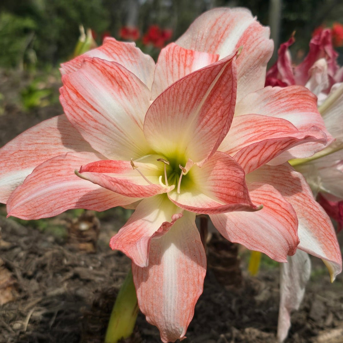 Hippeastrum ‘Giant Amadeus’ – Double White &amp; Salmon Amaryllis Bulb – Stunning Indoor Display - Oldboy&