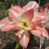Hippeastrum ‘Giant Amadeus’ – Double White & Salmon Amaryllis Bulb – Stunning Indoor Display - Oldboy&