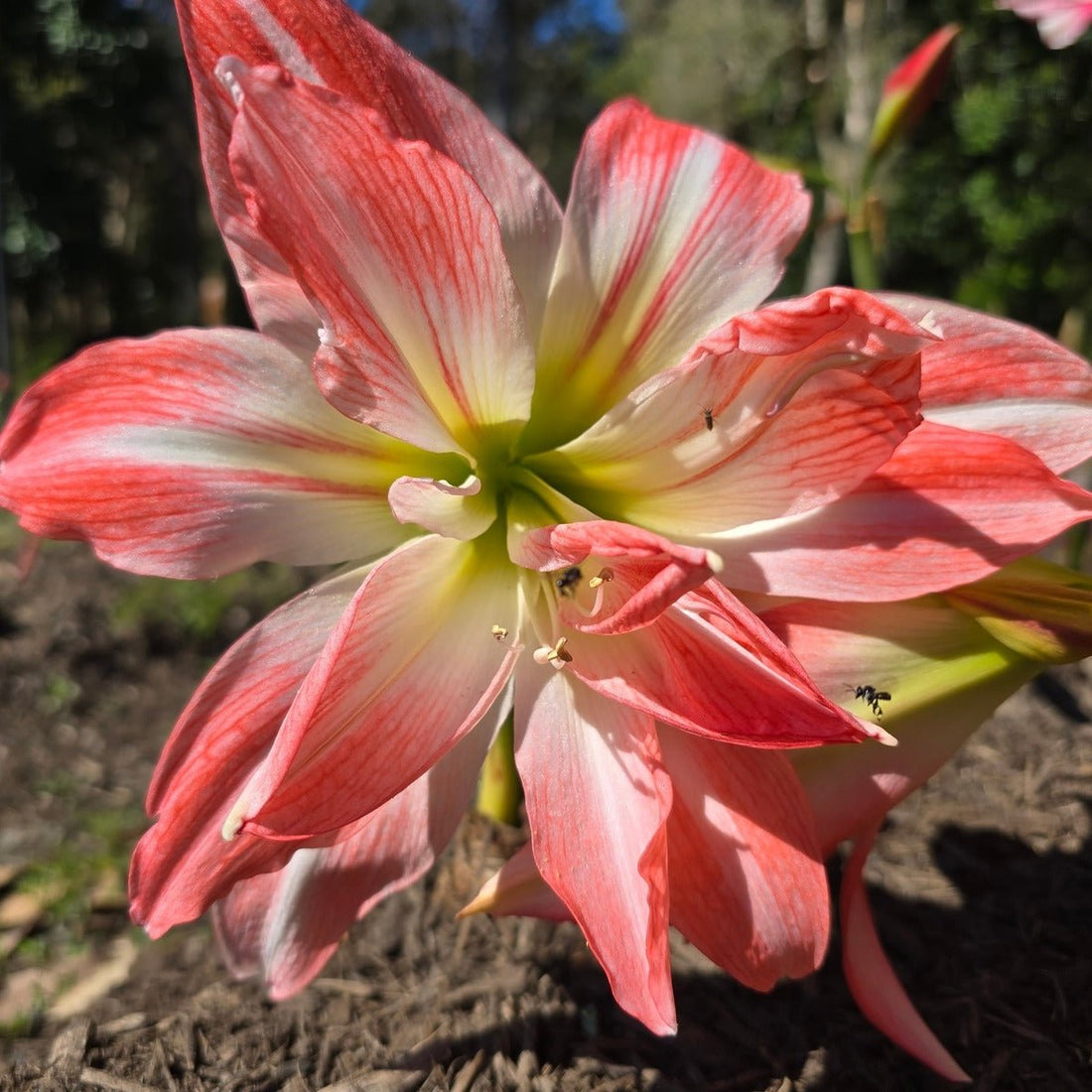 Hippeastrum ‘Giant Amadeus’ – Double White &amp; Salmon Amaryllis Bulb – Stunning Indoor Display - Oldboy&