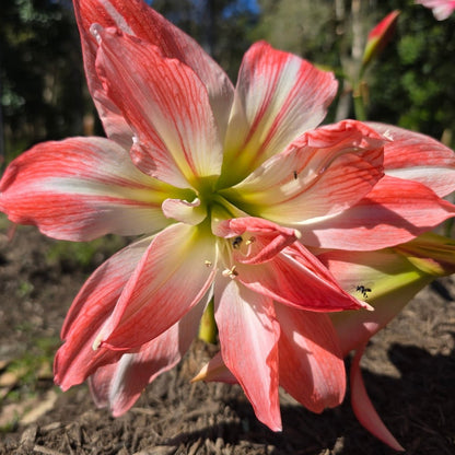 Hippeastrum ‘Giant Amadeus’ – Double White &amp; Salmon Amaryllis Bulb – Stunning Indoor Display - Oldboy&