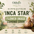 Hippeastrum ‘Inca Star’ | Cream White and Red Amaryllis Bulb - Oldboy&