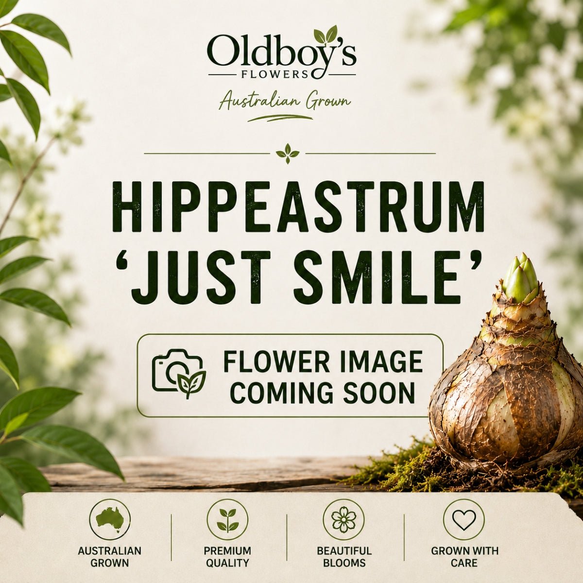 Hippeastrum ‘Just Smile’ | White and Pink Amaryllis Bulb - Oldboy&