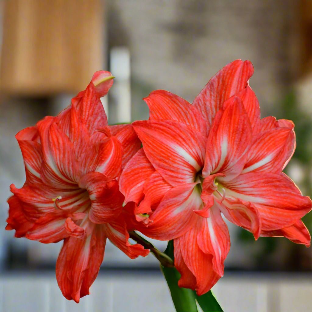 Hippeastrum &