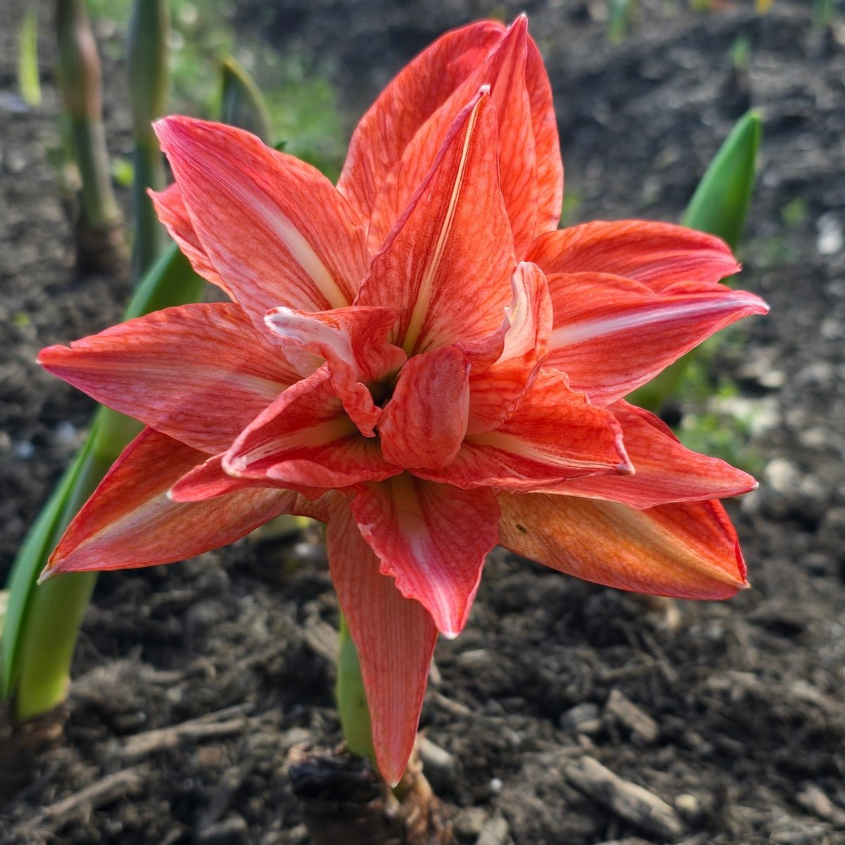 Hippeastrum &
