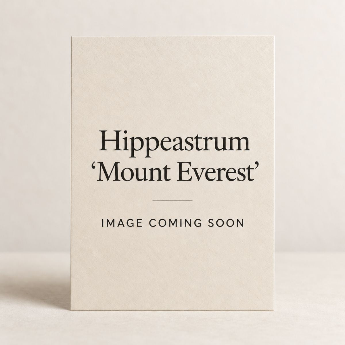 Hippeastrum ‘Mount Everest’ Bulb | White Amaryllis - Oldboy&