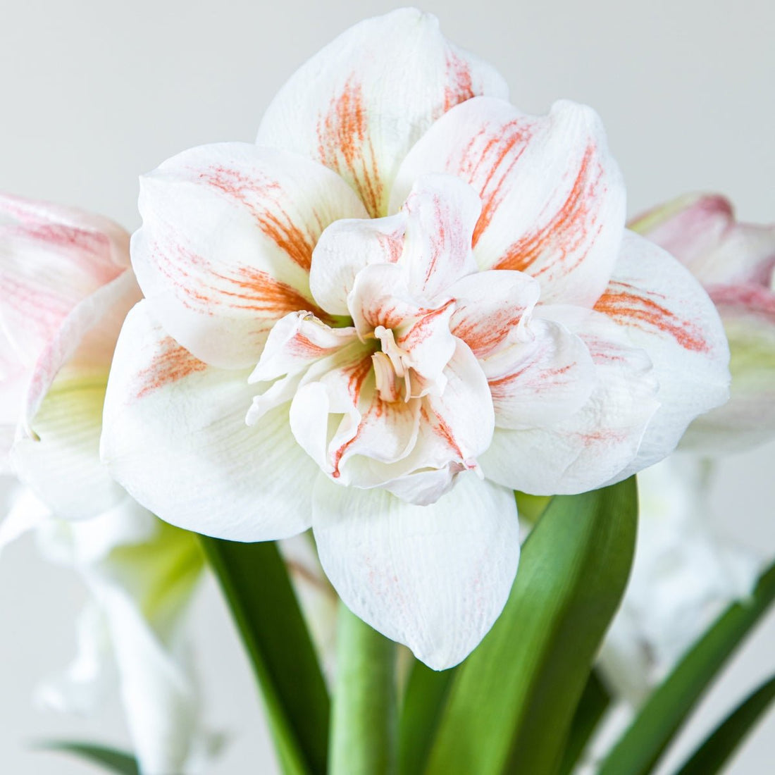 Hippeastrum &