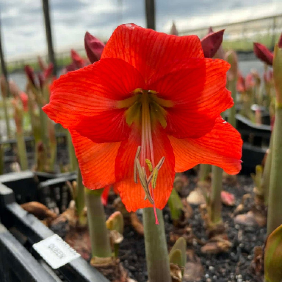 Hippeastrum ‘Orange Queen’ Bulb | Bright Orange Amaryllis - Oldboy&