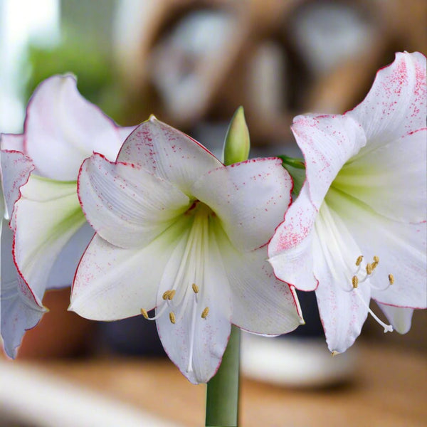 Hippeastrum 'Picotee' – Red-Edged White Amaryllis Bulb