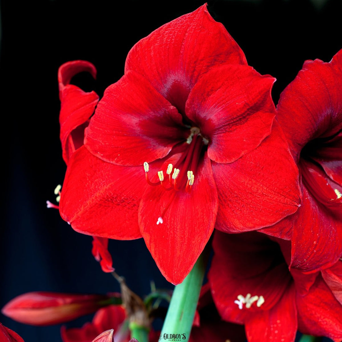 Hippeastrum &