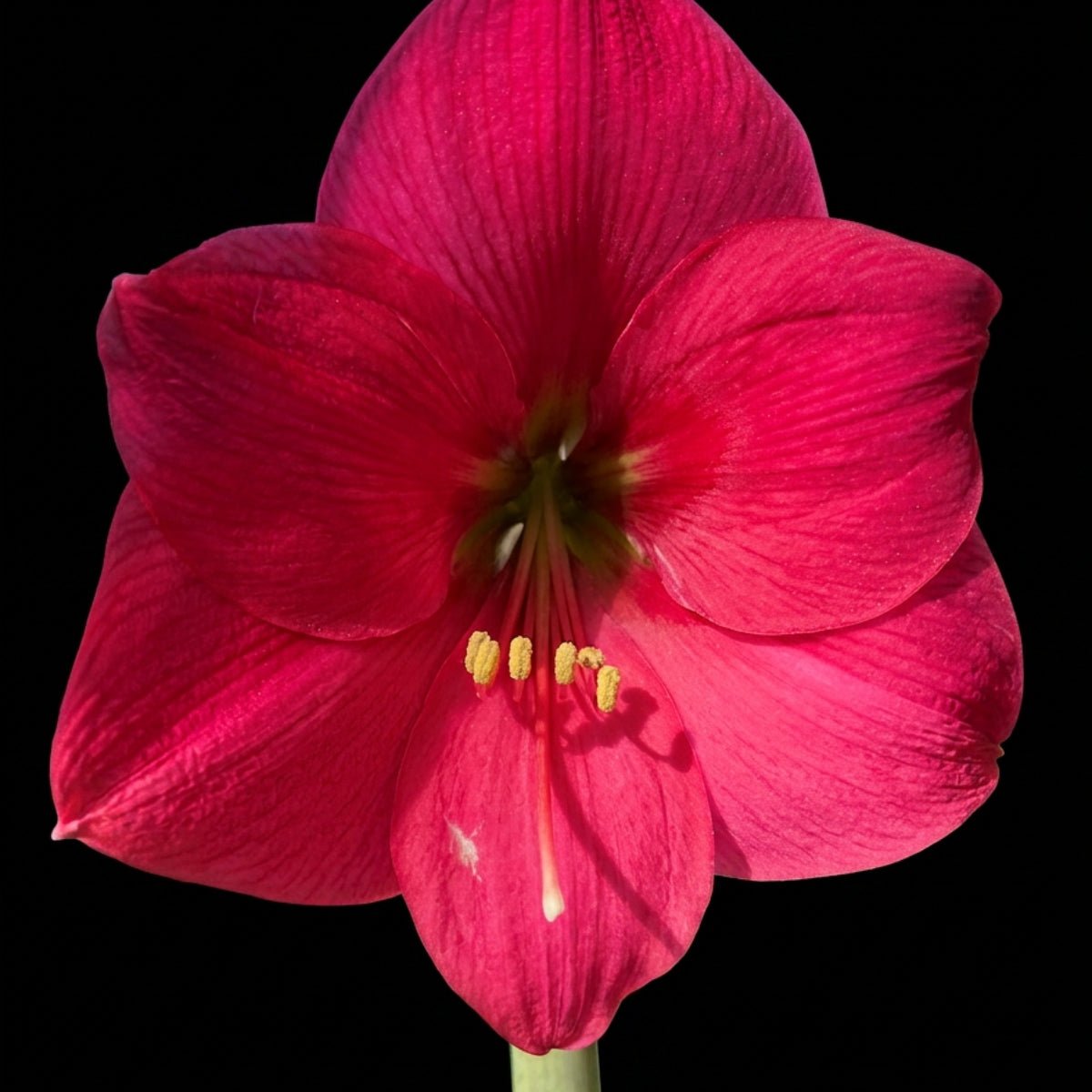 Hippeastrum ‘Pretty in Pink’ Bulb | Soft Pink Amaryllis - Oldboy&
