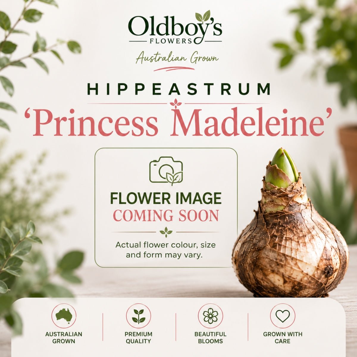 Hippeastrum ‘Princess Madeleine’ | Double White and Pink Amaryllis Bulb - Oldboy&