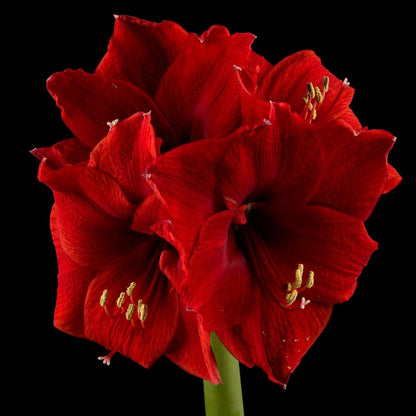 Hippeastrum ‘Red Lion’ | Scarlet Red Amaryllis Bulb - Oldboy&