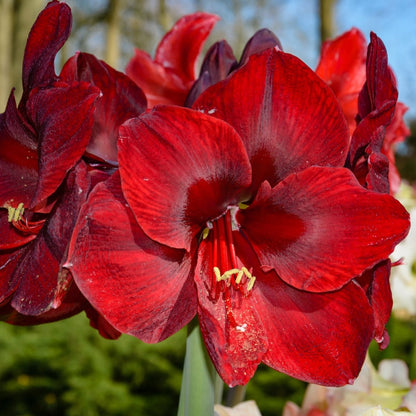 Hippeastrum ‘Red Lion’ | Scarlet Red Amaryllis Bulb - Oldboy&