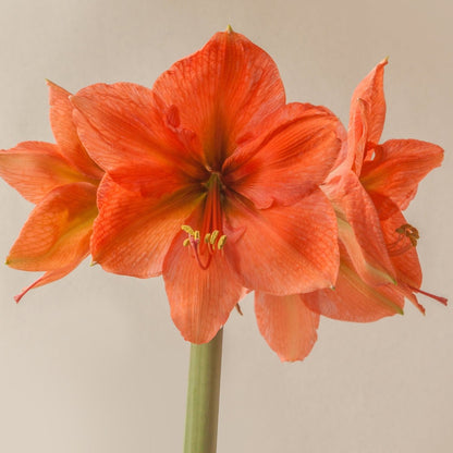 Hippeastrum &