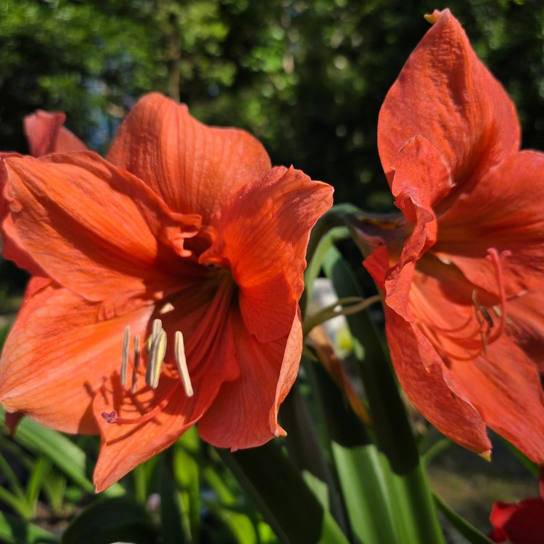 Hippeastrum &