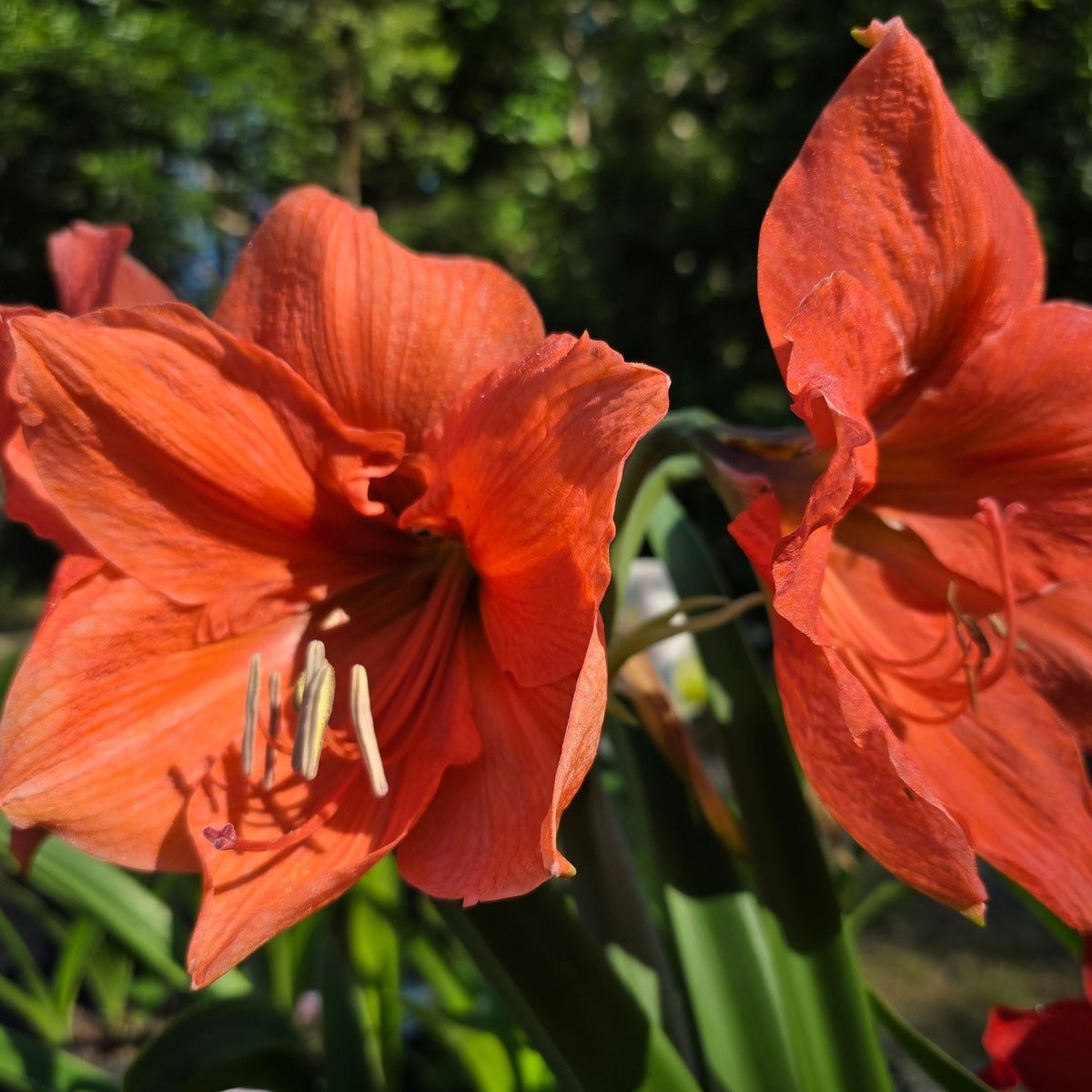 Hippeastrum &