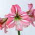 Hippeastrum ‘River Dance’ Bulb | Blush-Pink Amaryllis - Oldboy&