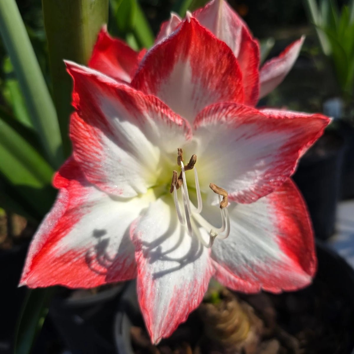 Hippeastrum &