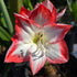 Hippeastrum &