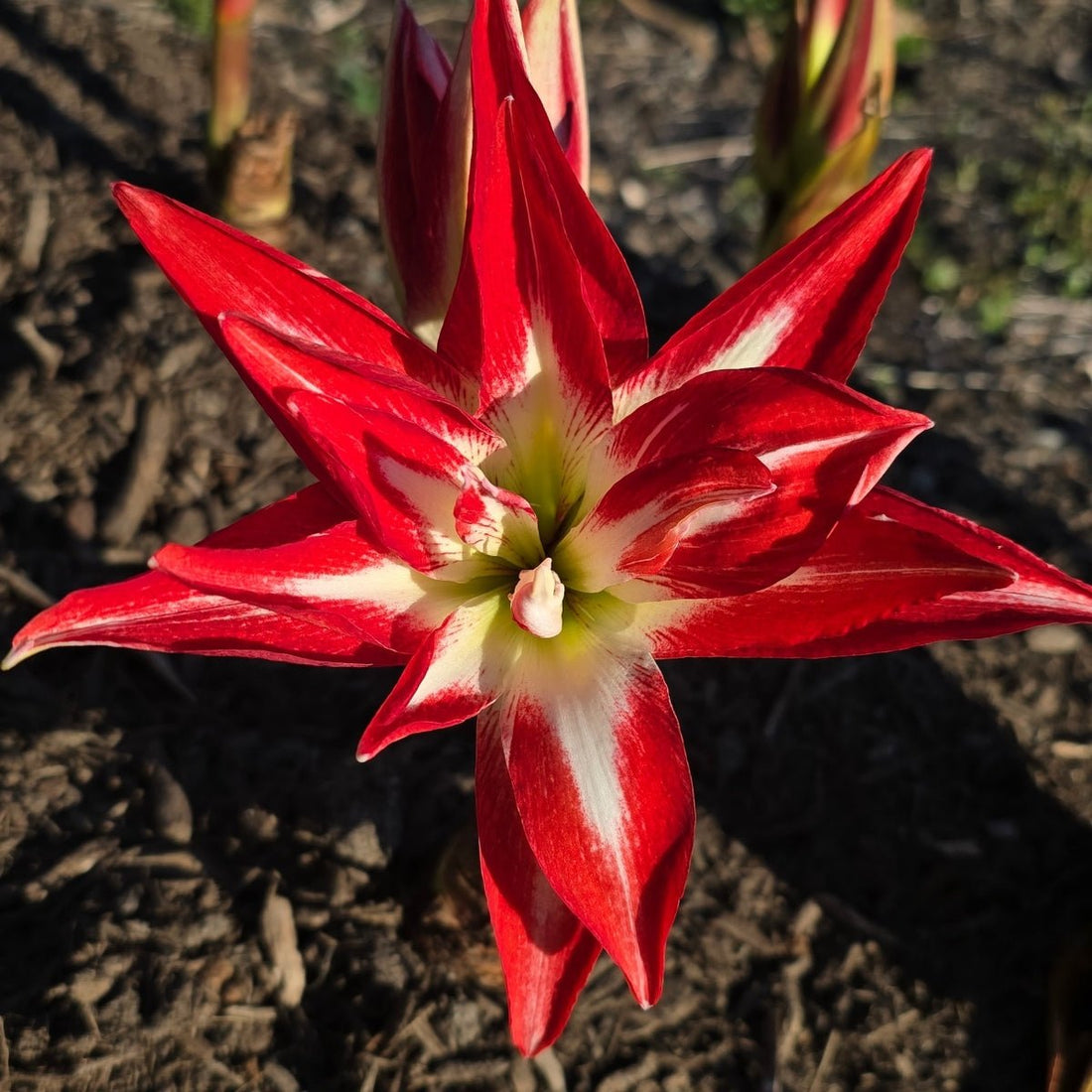 Hippeastrum ‘Splash’ – Double Galaxy Group Amaryllis Bulb (Hippeastrum x hybrid) - Oldboy&