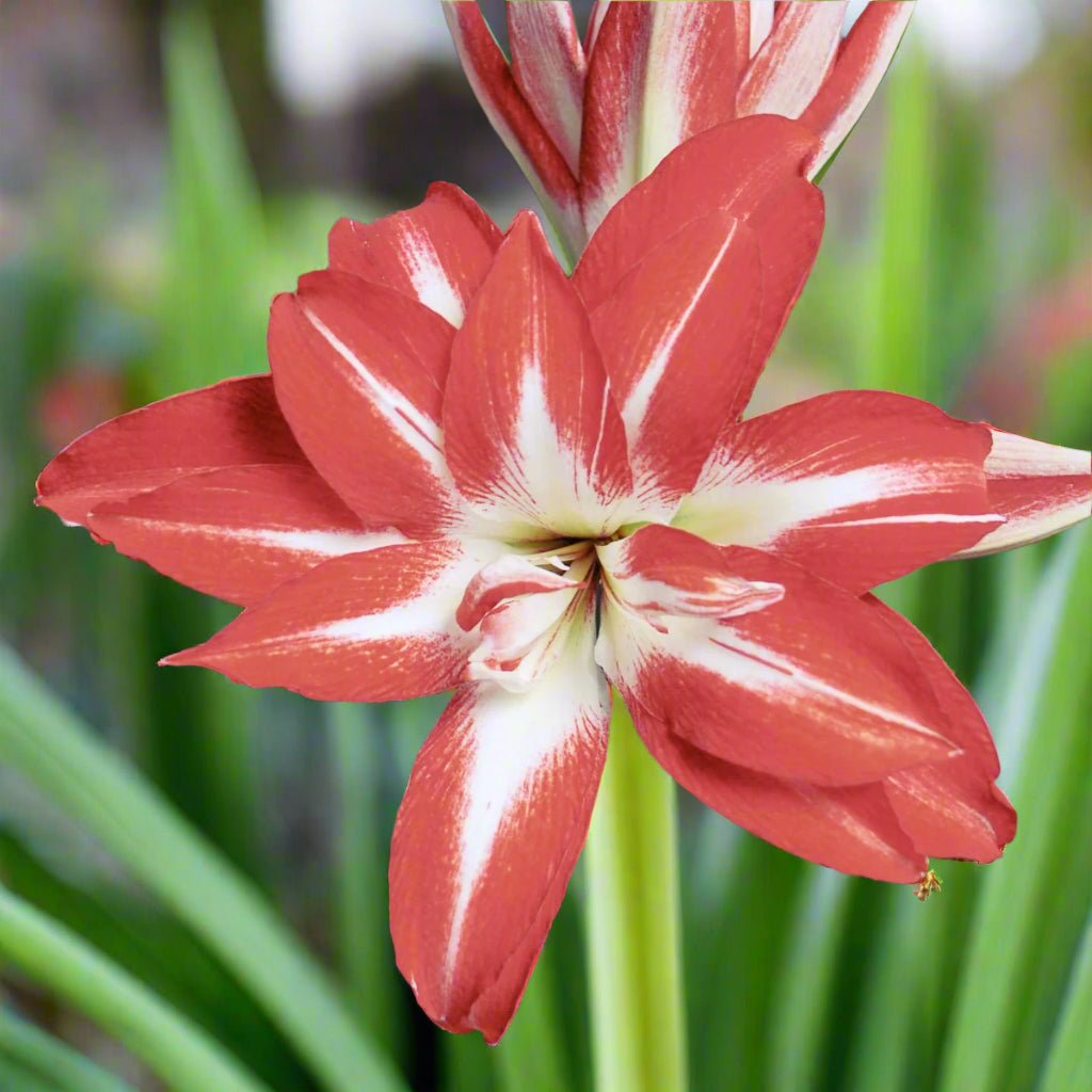 Hippeastrum ‘Splash’ – Double Galaxy Group Amaryllis Bulb (Hippeastrum x hybrid) - Oldboy&