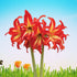 Hippeastrum “Swazi” – Mid - Red Cybister Amaryllis Bulb - Oldboy&