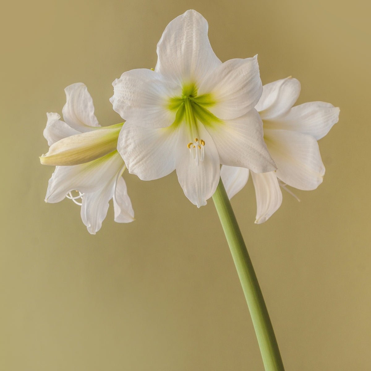 Hippeastrum ‘White Rascal’ Bulb | Pure White Sonatini Amaryllis - Oldboy&