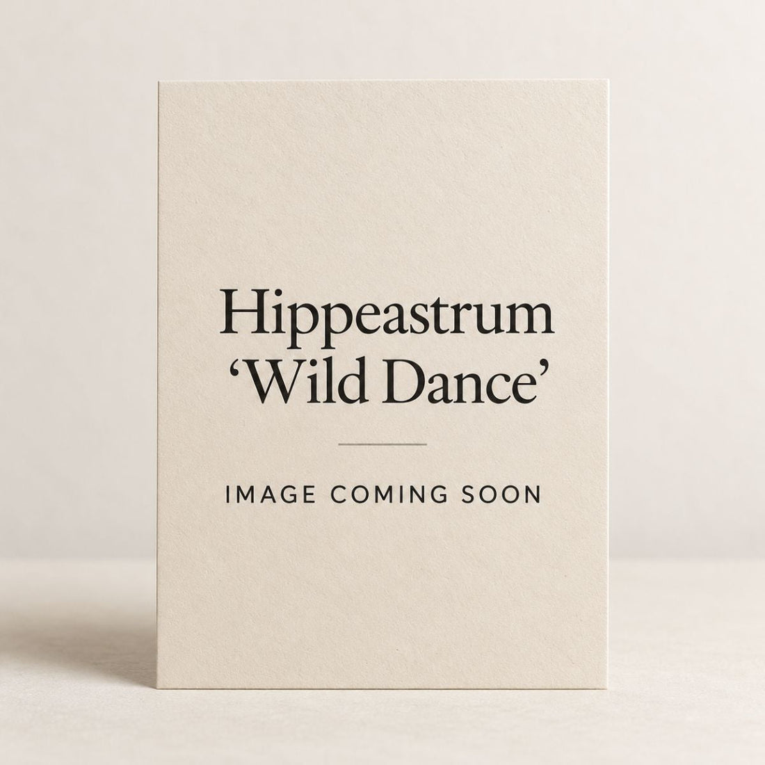 Hippeastrum ‘Wild Dance’ Bulb | Red, Pink and White Double Amaryllis - Oldboy&