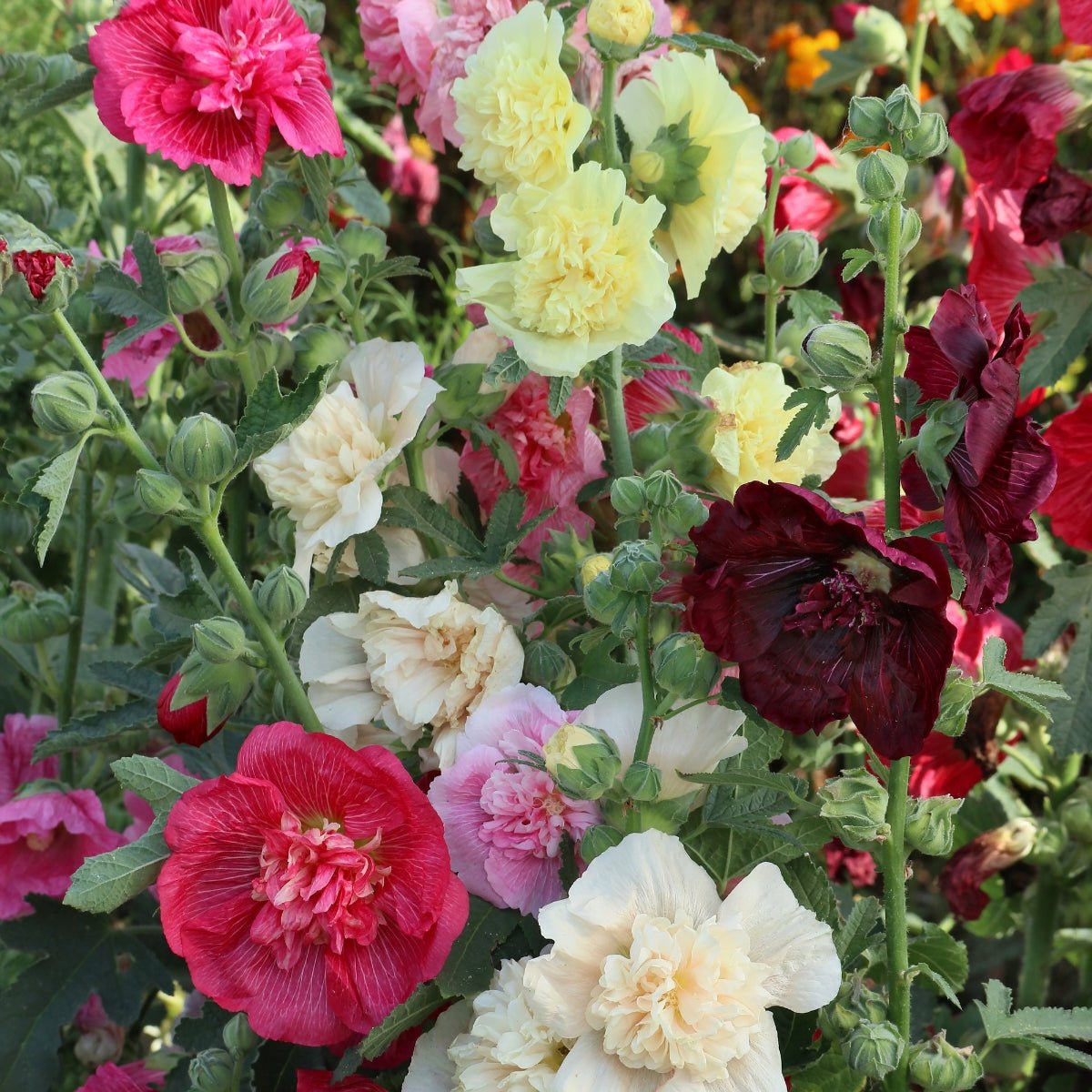 Hollyhock ‘Powder Puffs Mixed’ Seeds – Alcea rosea Double Mixed Flowers for Cottage Gardens - Oldboy&